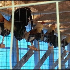 Meet your Posher, Ruben